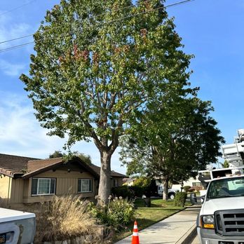 Cut Right Tree Service - Liquid Amber after pruning, thinning and shaping. Originally was very dense and could not see through. - Tree Services Near Me - Nipomo, California