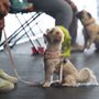 Photo of Kinship Dog Training