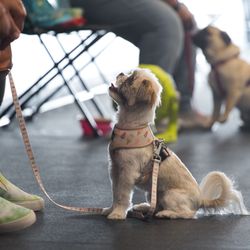 Kinship Dog Training
