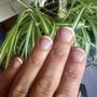 Photo of Le Nails