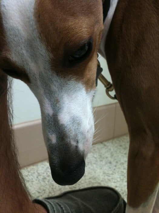 ANIMAL DERMATOLOGY CLINIC Veterinarians 10302 Shelbyville Rd