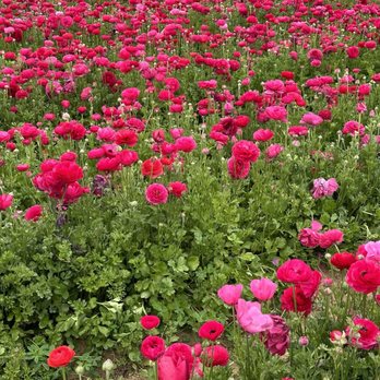 The Flower Fields - Venues & Event Spaces Near Me - Carlsbad, California The Flower Fields - Venues & Event Spaces Near Me - Carlsbad, California