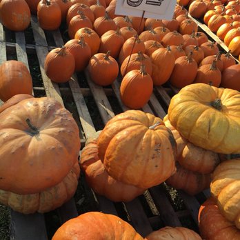 Kelp's Pumpkin Patch - Local Flavor Near Me Kelp's Pumpkin Patch - Local Flavor Near Me