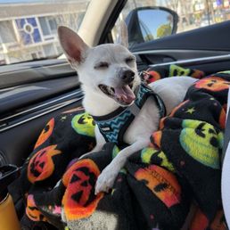 content pup after his nail grind