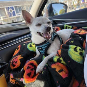 Furbaby Fancy Grooming - content pup after his nail grind - Pet Groomers Near Me - San Jose, California
