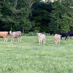 Brunson Farms - These boys are growing.