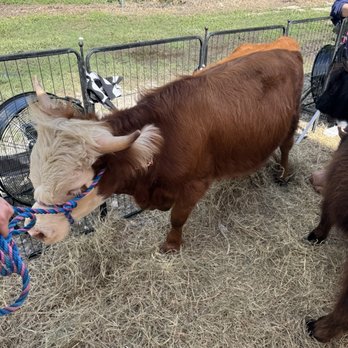The Bamboo Grove - Coffee and cows - Nurseries & Gardening Near Me - Davie, Florida