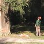 Photo of Evergreen Tree Company