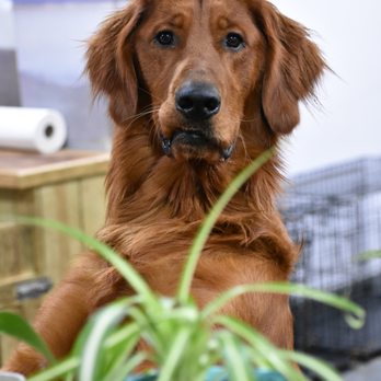 Bellevue Barkhouse - Pet Boarding Near Me - Bellevue, Kentucky