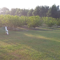 Premium Peach - Beautiful peach trees!