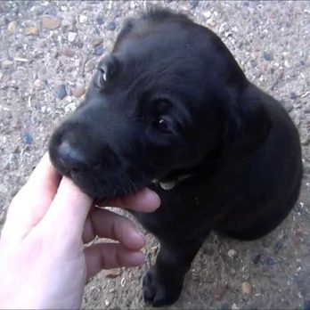 Inclan Pet and Supplies - Pet Breeders Near Me