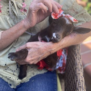 Emoti Goatie - Animal Assisted Therapy Near Me Emoti Goatie - Animal Assisted Therapy Near Me