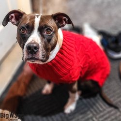Big Wags Chicago - This is my walking buddy, Maeve. She's looking very festive.