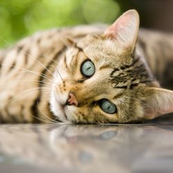 Coastal Cat Clinic