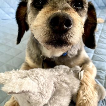 Paws & Effect Pet Spa - Professor AFTER his spa session - Pet Groomers Near Me - Santa Monica, California