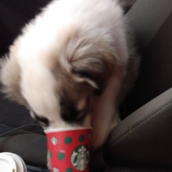 Starbucks - Yeti may love Starbucks more than even I do! - Coffee & Tea Near Me - Tucson, Arizona Starbucks - Yeti may love Starbucks more than even I do! - Coffee & Tea Near Me - Tucson, Arizona