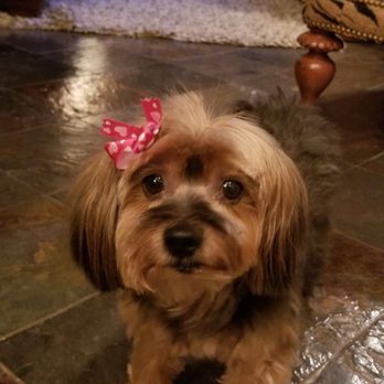 Ring Leaders Kennel - Freshly groomed by Ringleaders! - Pet Sitting Near Me - Aledo, Texas Ring Leaders Kennel - Freshly groomed by Ringleaders! - Pet Sitting Near Me - Aledo, Texas