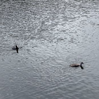 Hamakua Marsh - Hawaiian Coots - Landmarks & Historical Buildings Near Me Hamakua Marsh - Hawaiian Coots - Landmarks & Historical Buildings Near Me