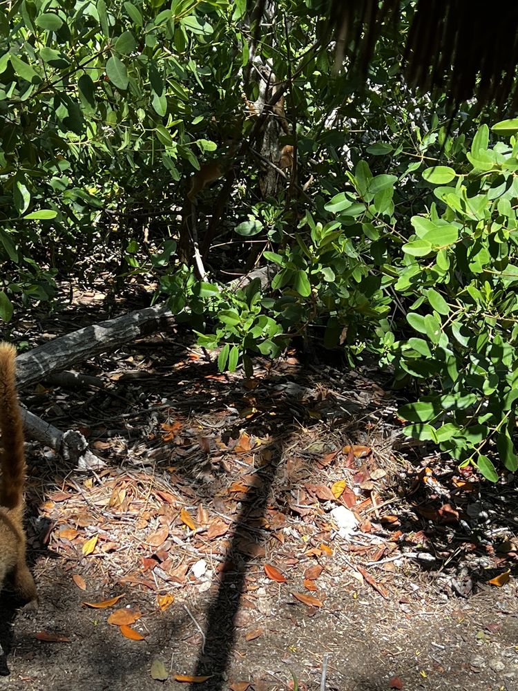 Yucatan Cenote