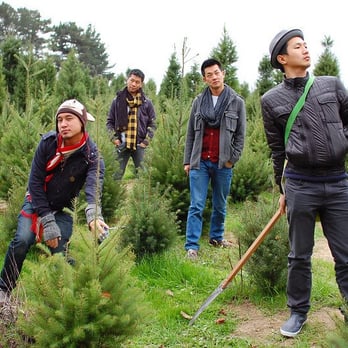 Garlock Tree Farm - Christmas Trees Near Me - Sebastopol, California