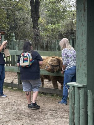 Texas Renaissance Festival by null