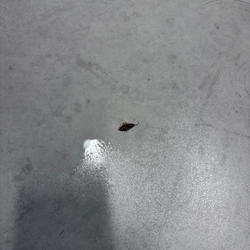 Outstanding Pest Solutions