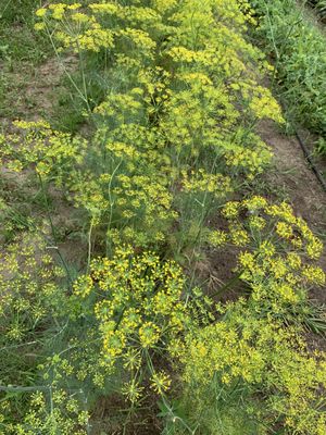 Minnesota Fresh Farm