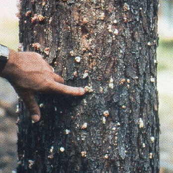TreeXpert - Tree Services Near Me