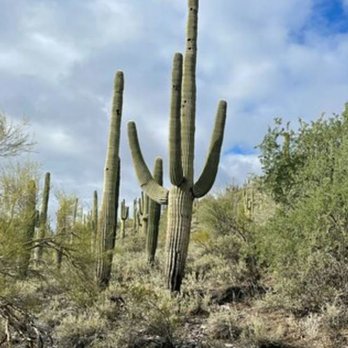 Cave Creek Regional Park - Parks Near Me - Cave Creek, Arizona Cave Creek Regional Park - Parks Near Me - Cave Creek, Arizona