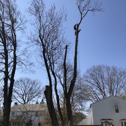 Connolly Equipment - Climber Mike way up in the tree trimming off the big branches.