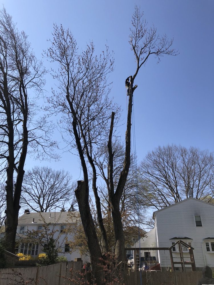 Connolly Equipment - tree service in Boston, MA