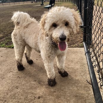 Cedar Bark Park - Mud Boots on Fleek - Dog Parks Near Me - Cedar Park, Texas Cedar Bark Park - Mud Boots on Fleek - Dog Parks Near Me - Cedar Park, Texas