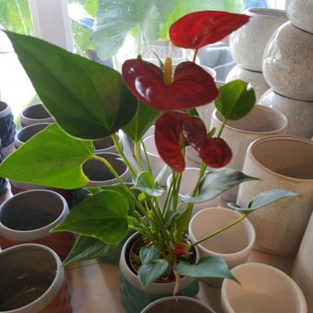 Paiko - Mini Antiriums arrangement - Florists Near Me - Honolulu, Hawaii