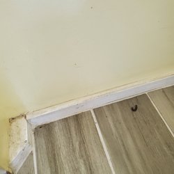 Vacation Rentals of the Florida Keys - More dead bugs