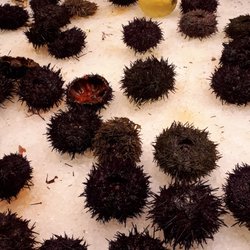 Peixateria Manolo - Sea urchins