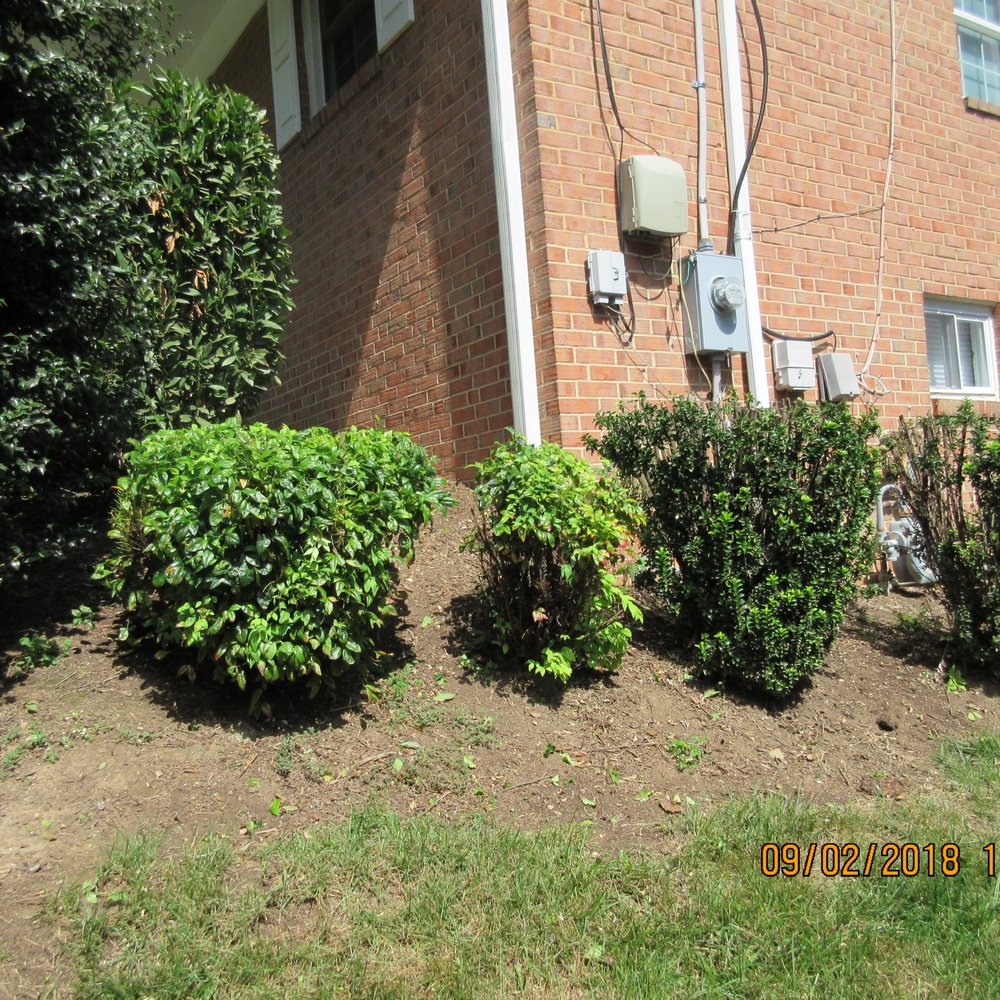 Quality Tree Care - Tree Services Near Me - Alexandria, Virginia Quality Tree Care - Tree Services Near Me - Alexandria, Virginia