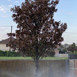 Dying Tree Dying Tree