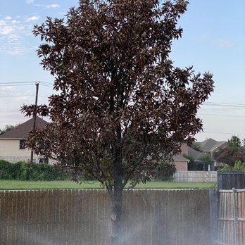 Four Seasons Lawn + Landscape - Dying Tree - Irrigation Near Me - Murphy, Texas Four Seasons Lawn + Landscape - Dying Tree - Irrigation Near Me - Murphy, Texas