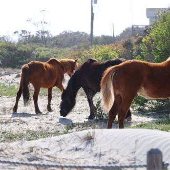 Wild Horse Adventure Tours - Tours Near Me - Corolla, North Carolina