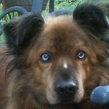 Preiser Animal Hospital - Veterinarians Near Me - Northbrook, Illinois Preiser Animal Hospital - Veterinarians Near Me - Northbrook, Illinois