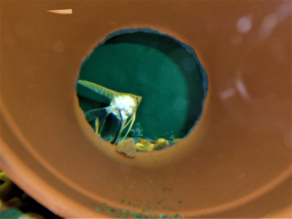 OUR FAMILY PETS Updated August 2024 64 Photos 802 N Pine St, Lumberton, North Carolina