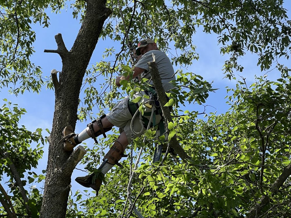 Kl & Nj's Lawn Maintenance & Junk Removal - veterans service organization in Lillington, NC