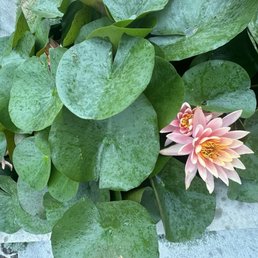Beautiful water lilies outside! Beautiful water lilies outside!