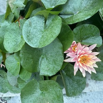 Pecan Square Cafe - Beautiful water lilies outside! - New American Near Me - Austin, Texas Pecan Square Cafe - Beautiful water lilies outside! - New American Near Me - Austin, Texas