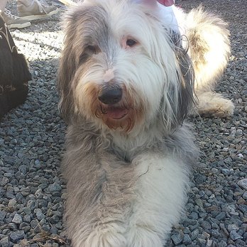 Amazing Animalz - Zen (Old English Sheepdog) resting - Pet Groomers Near Me - Killingly, Connecticut