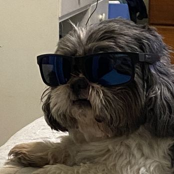 Groomingville - Pet Groomers Near Me - Rockville, Maryland