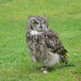 Photo of Avon Valley Adventure & Wildlife Park