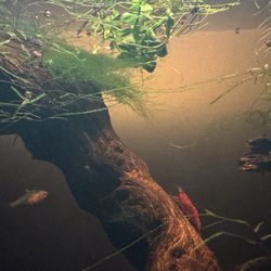 Aquatic World - Big girl cherry shrimp