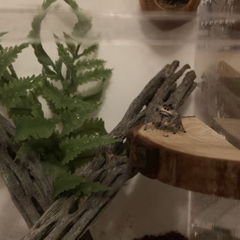 Reptile Rapture - The regius jumping spider we bought from Reptile Rapture - Reptile Shops Near Me - Monona, Wisconsin