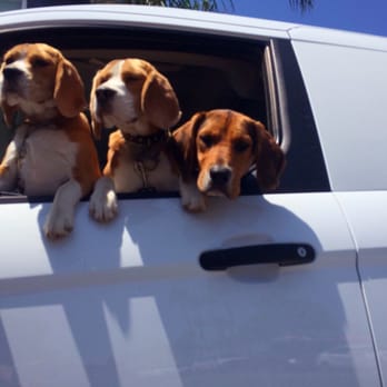 Jiffy Lube Oil Change - The hounds like their oil changed quickly so they can be back on their way to the beach - Auto Repair Near Me - Costa Mesa, California Jiffy Lube Oil Change - The hounds like their oil changed quickly so they can be back on their way to the beach - Auto Repair Near Me - Costa Mesa, California